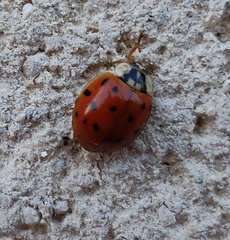 Harmonia axyridis