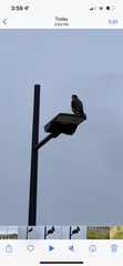 Falco novaeseelandiae