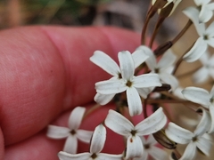 Kohautia amatymbica