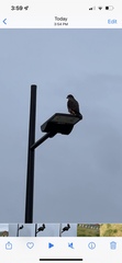 Falco novaeseelandiae