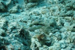 Canthigaster bennetti