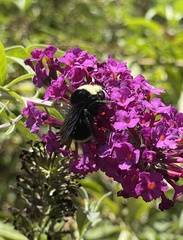Bombus vosnesenskii