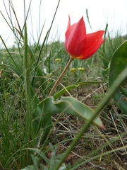 Tulipa suaveolens