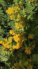 Senna hebecarpa
