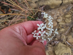 Kohautia amatymbica