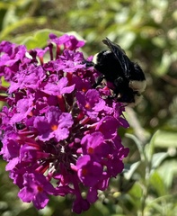Bombus vosnesenskii