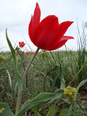 Tulipa suaveolens
