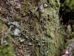 Hypnum circinale
