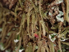 Hypnum circinale