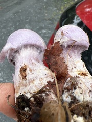 Cortinarius traganus