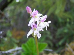 Galearis rotundifolia