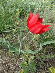 Tulipa suaveolens
