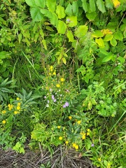 Hieracium umbellatum