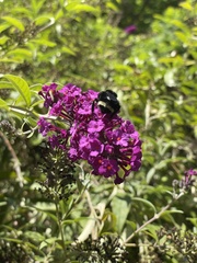Bombus vosnesenskii