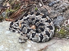 Crotalus horridus