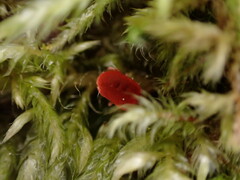 Trombidioidea