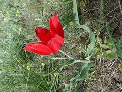 Tulipa suaveolens