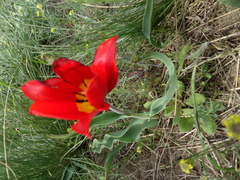 Tulipa suaveolens