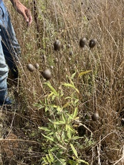 Ratibida columnifera