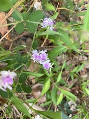 Lespedeza procumbens