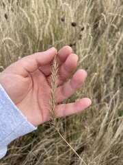 Elymus canadensis