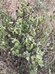 Monarda fistulosa