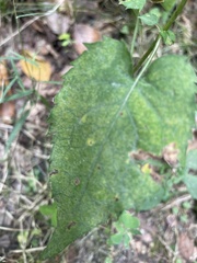 Symphyotrichum cordifolium