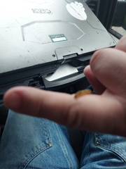 Macremphytus testaceus