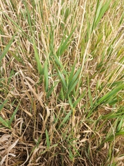 Phalaris arundinacea