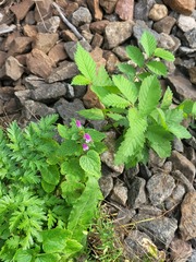 Lamium maculatum