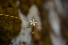 Saxifraga bronchialis