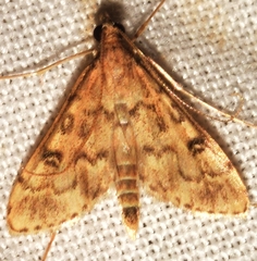 Dolicharthria bruguieralis