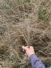 Thinopyrum obtusiflorum