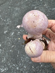 Cortinarius traganus