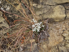 Kohautia amatymbica