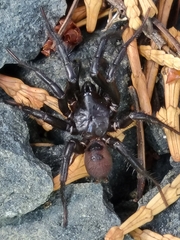 Antrodiaetus pacificus