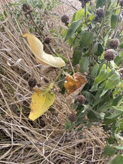Asclepiadoideae