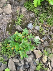 Potentilla thuringiaca