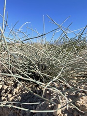 Ephedra nevadensis