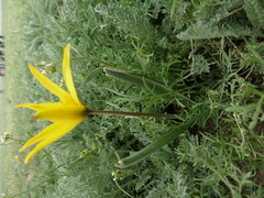 Tulipa sylvestris australis