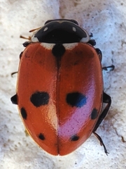 Hippodamia variegata