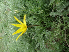 Tulipa sylvestris australis