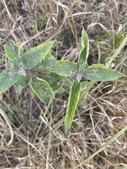 Monarda fistulosa