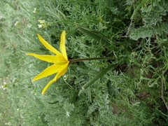 Tulipa sylvestris australis