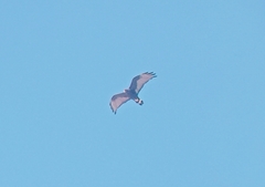 Buteo albonotatus