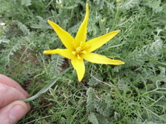 Tulipa sylvestris australis