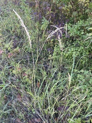 Calamagrostis epigejos