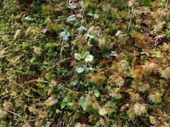 Heuchera micrantha