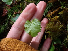 Heuchera micrantha