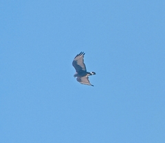 Buteo albonotatus